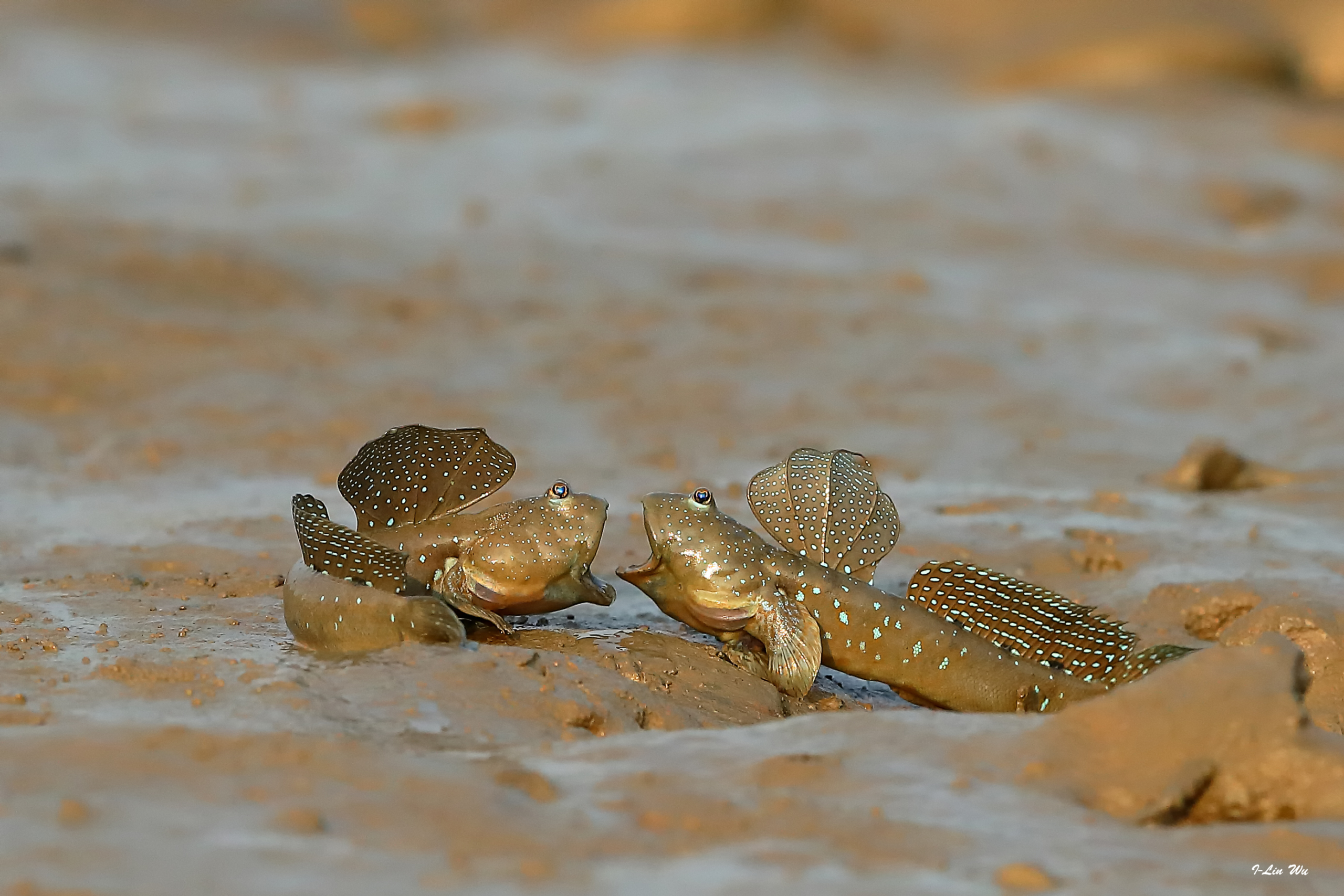 二十四節氣:驚蟄